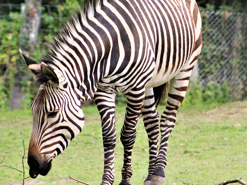 International Animal Exchange Services in Thailand