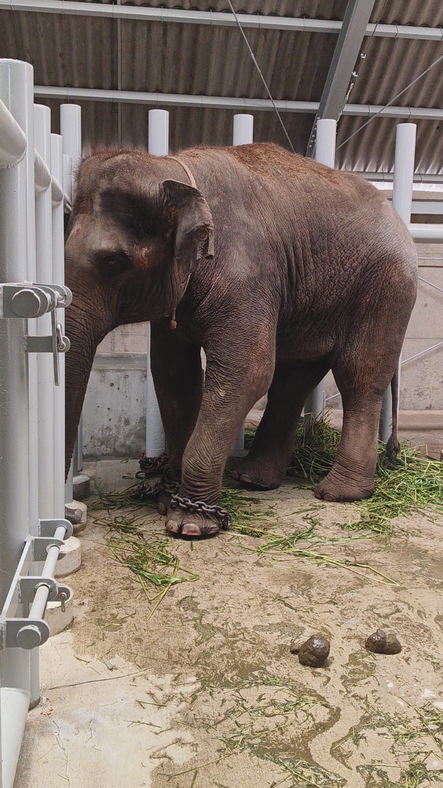 Animal Transportation Services International