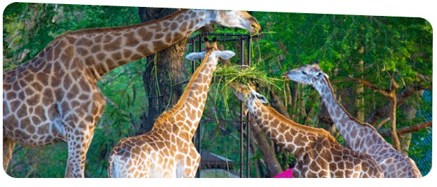 Animal Transportation Services in Thailand