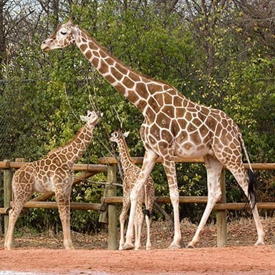 International Animal Exchange Services in Thailand
