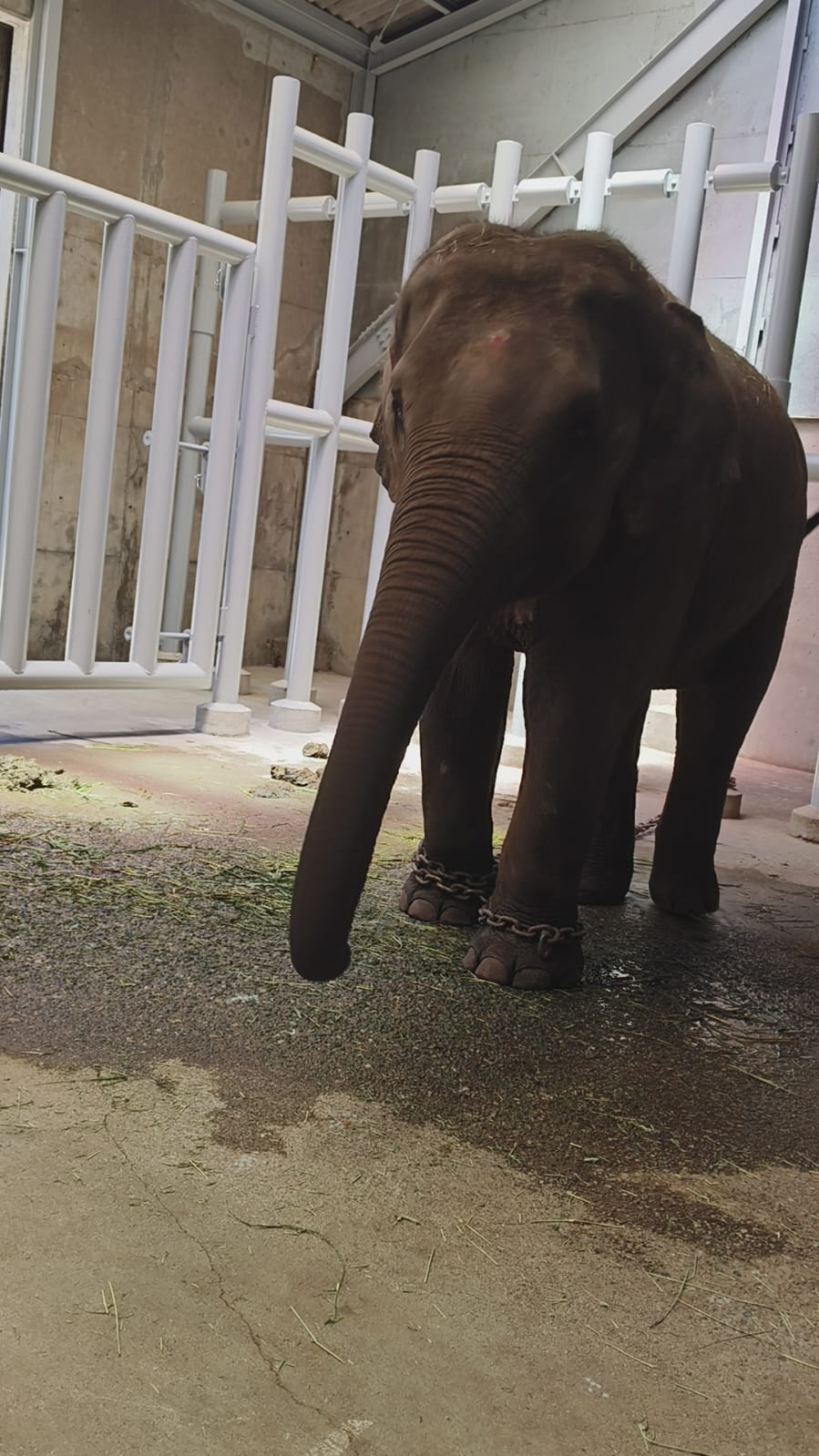 Animal Exchange Program in Thailand